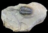Walliserops Trilobite - Exceptional Shell Quality #64916-2